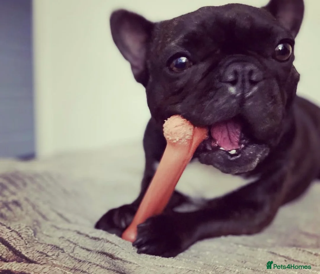 Mixed Breed dogs for sale: Miniature dachshund & French bulldog for rehoming  - Advert 7