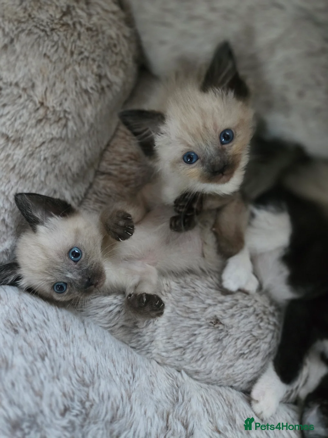 Siamese cats for sale: Beautiful siamese boys and girls  - Advert 15