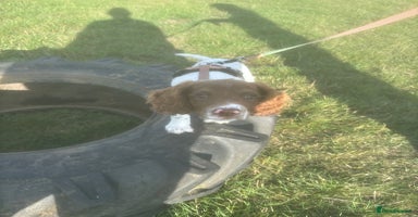 English Springer Spaniel dogs - Advert 1