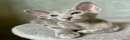 Oriental cats for sale: Exceptional show quality Orientals and Siamese  - Advert 5