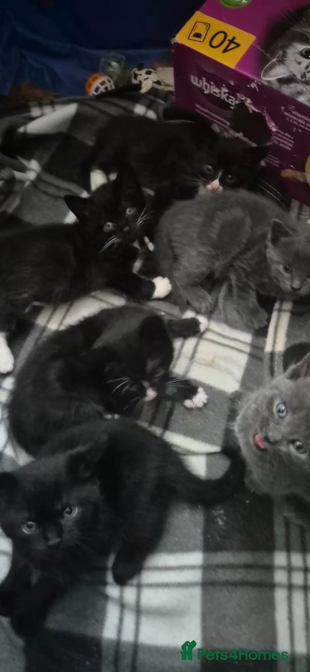 Ragdoll cats for sale: Ragdoll mixed breed - Advert 2