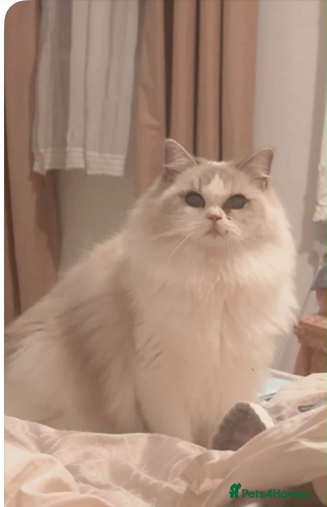 Ragdoll cats for sale: Ragdoll Kittens - Advert 1