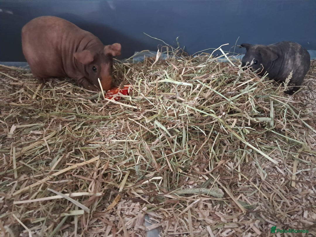 Guinea Pig rodents for sale: BEAUTIFUL MOTHER AND BABY DAUGHTER SKINNY PIGS.  - Advert 10