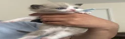 Persian cats for sale: Pure Persian  - Advert 5