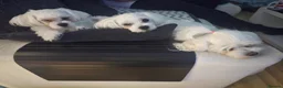 Maltese dogs for sale: Max & Mickey two beautiful Maltese puppies  - Advert 9