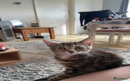 Mixed Breed cats for sale: Mixed Maine coon & bengal kitten - Image 4