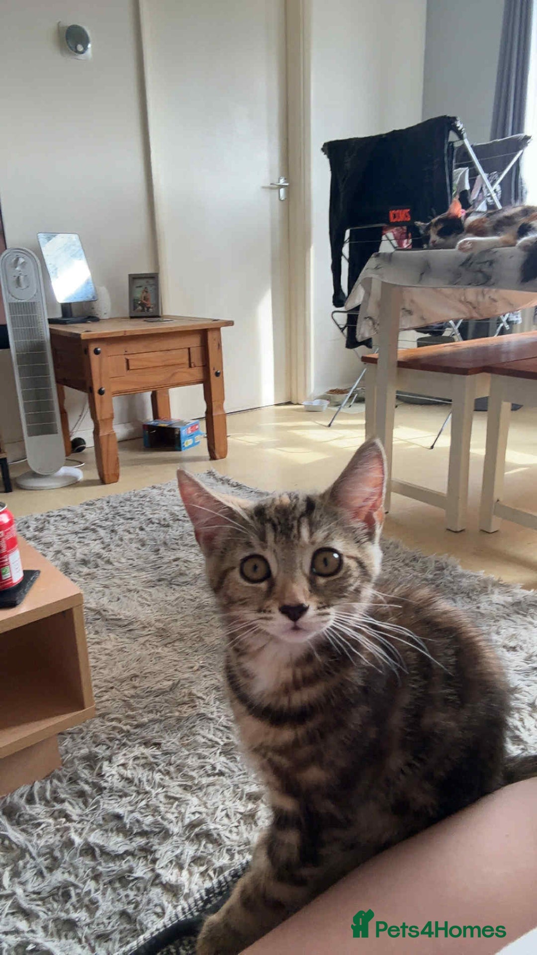 Mixed Breed cats for sale: Mixed Maine coon & bengal kitten - Image 4