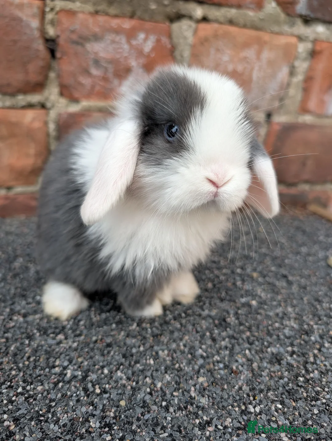 Mini Lop rabbits for sale: Mini lop babies looking for homes  - Advert 1