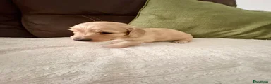 Miniature Dachshund 2