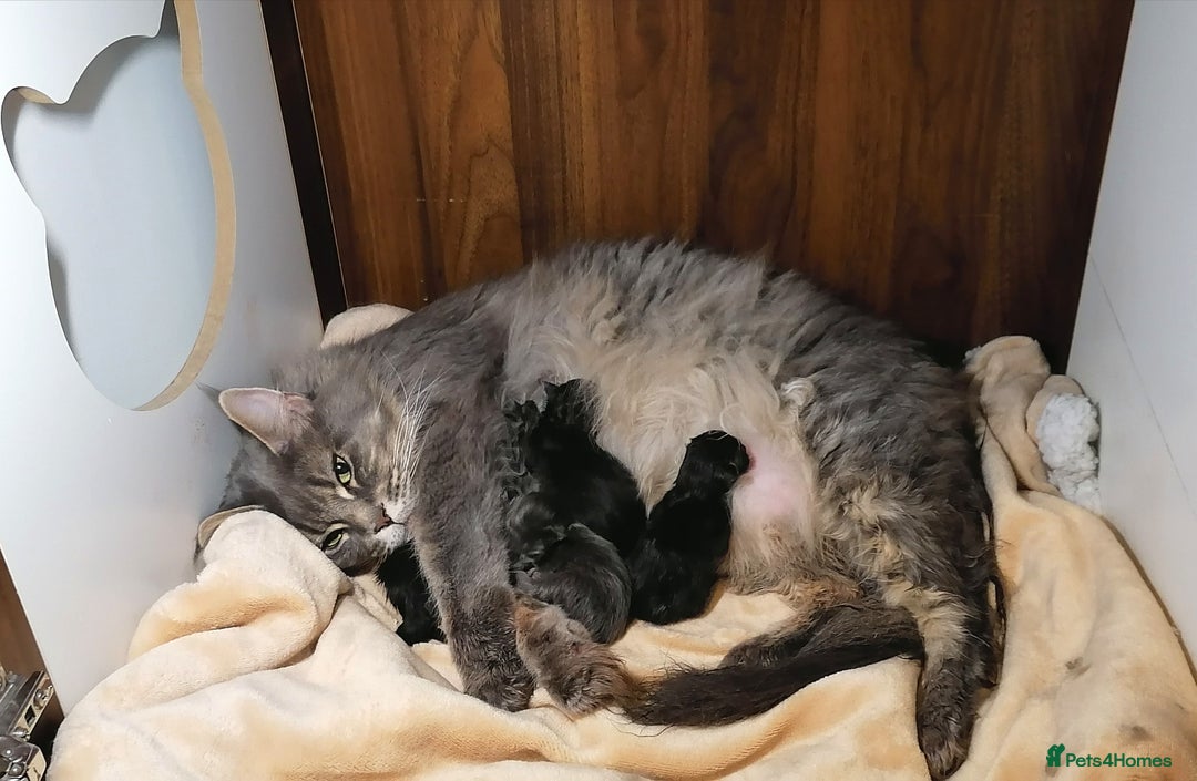 Maine Coon cats for sale: SHOW QUALITY MAINE COON KITTENS  - Image 23