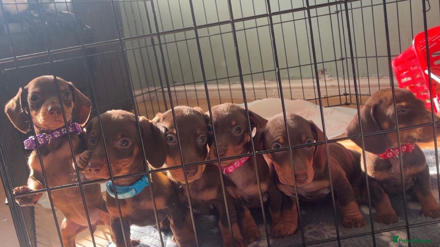 Dachshund dogs Beautiful Chocolate & Tan Dachshund Pups - Advert 17