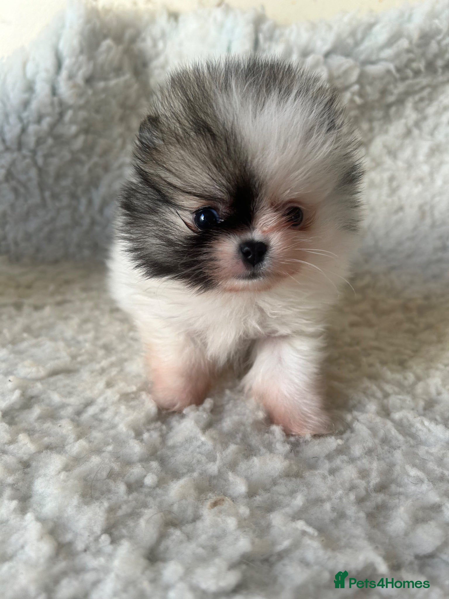 Pomeranian dogs Rainbow litter all different colors and markings  - Advert 17