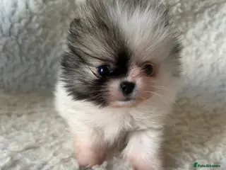 Pomeranian dogs Rainbow litter all different colors and markings - Advert 17