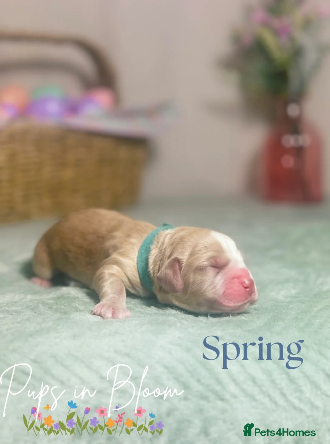 Cocker Spaniel dogs for sale: KC registered golden working cocker spaniel pups in Bromsgrove - Advert 12