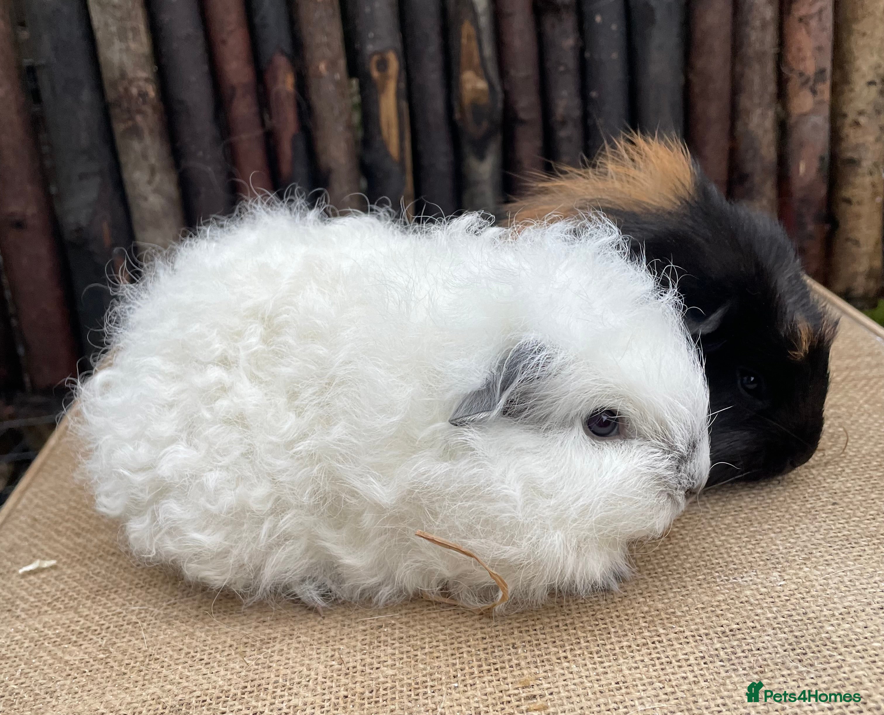 Guinea Pig rodents Lovely bonded baby boys - Advert 1