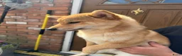 Japanese Shiba Inu dogs for sale: Shiba girls kc registered available  - Advert 14