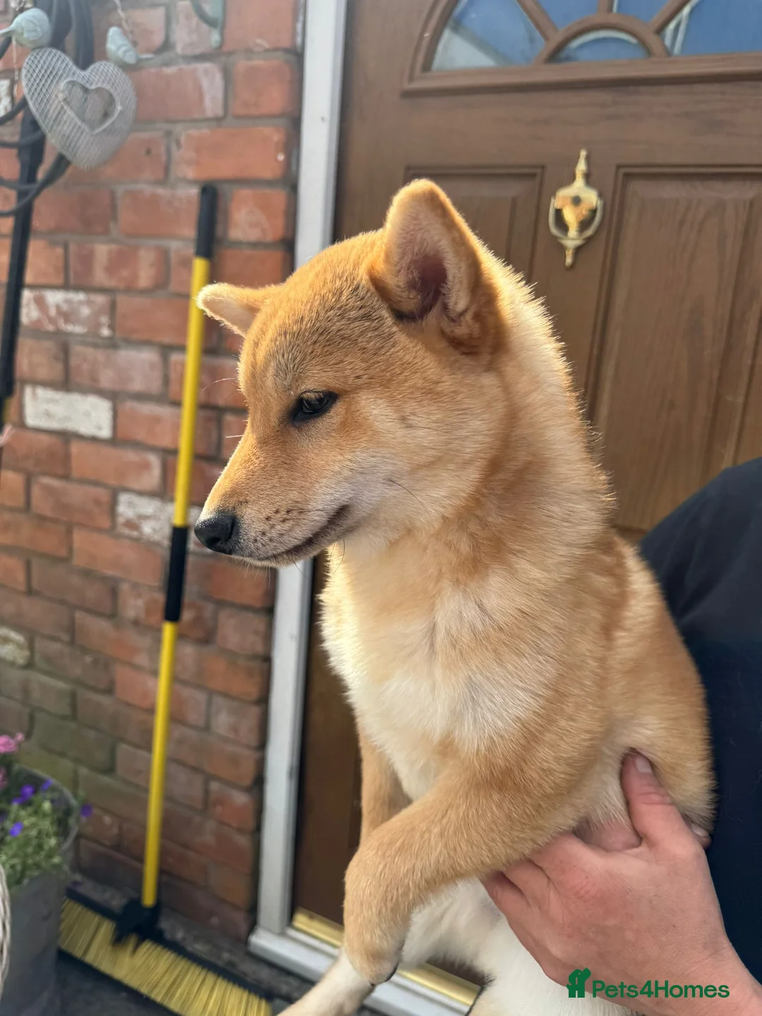 Japanese Shiba Inu dogs for sale: Shiba girls kc registered available  - Advert 14