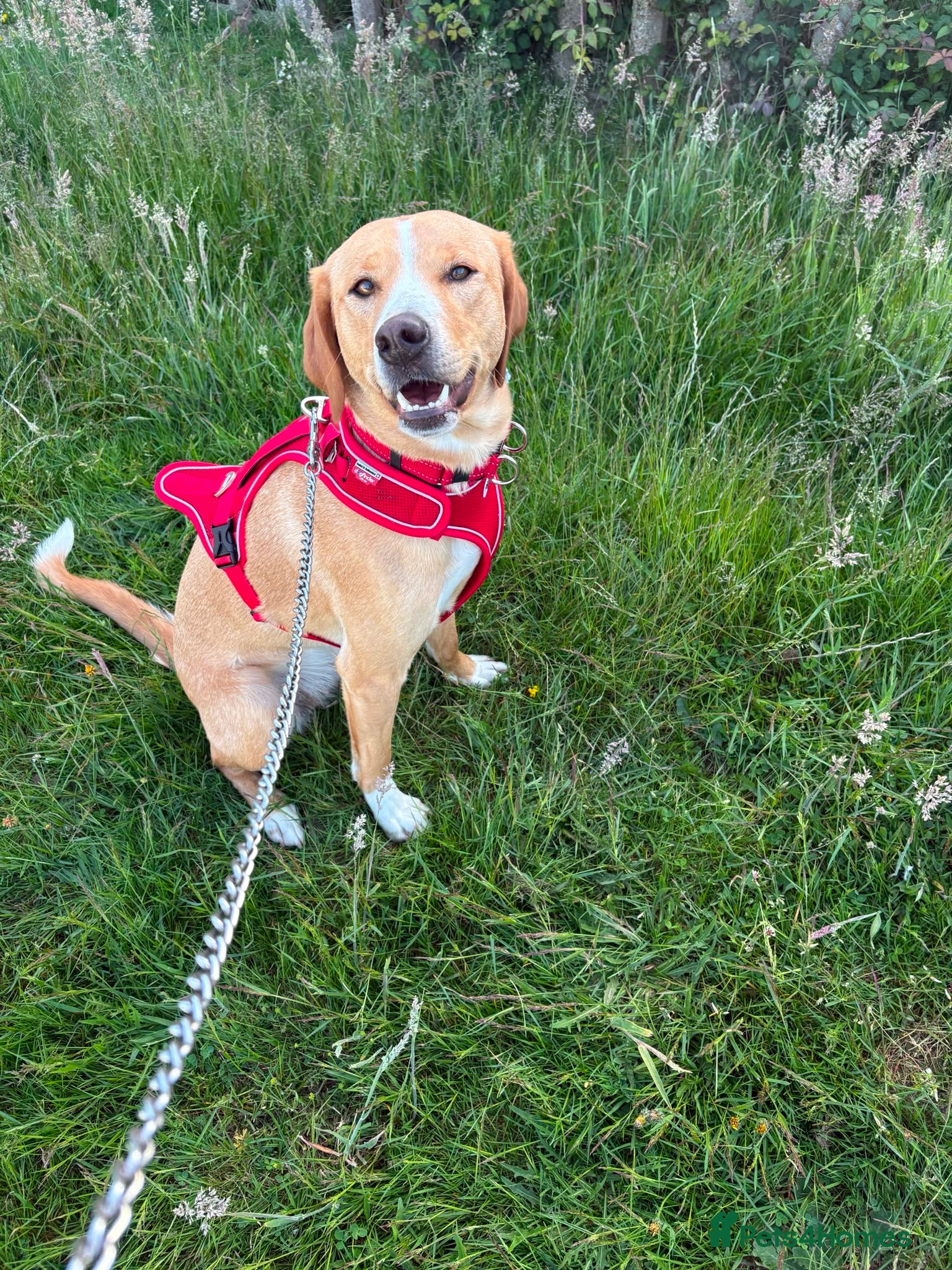 Mixed Breed dogs Beautiful Hazel needs a loving family home  - Advert 10