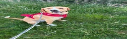 Mixed Breed dogs for sale: Beautiful Hazel needs a loving family home  - Advert 1