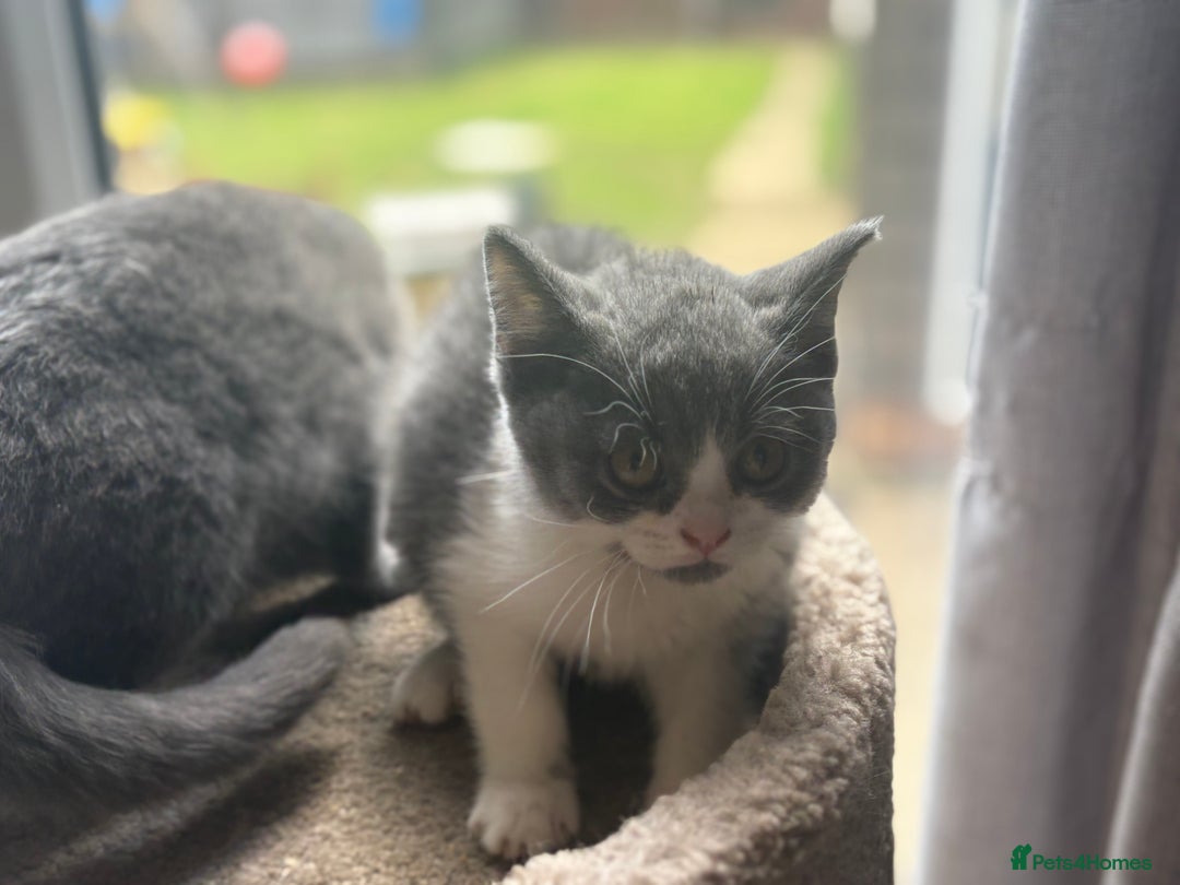British Shorthair cats for sale: Ready now. Beautiful blue British shorthairs  - Image 2