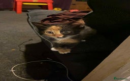 Mixed Breed cats for sale: 4 kittens for sale  - Image 3