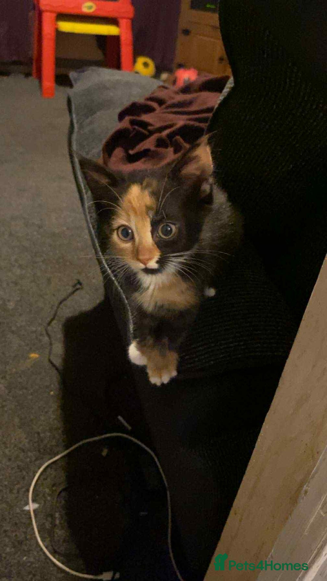 Mixed Breed cats for sale: 4 kittens for sale  - Image 3