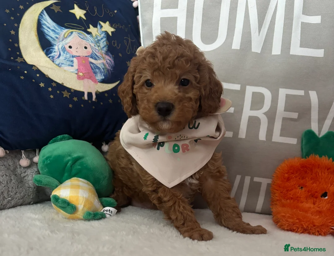 Poochon dogs for sale: Toy Poochon puppies  - Advert 7