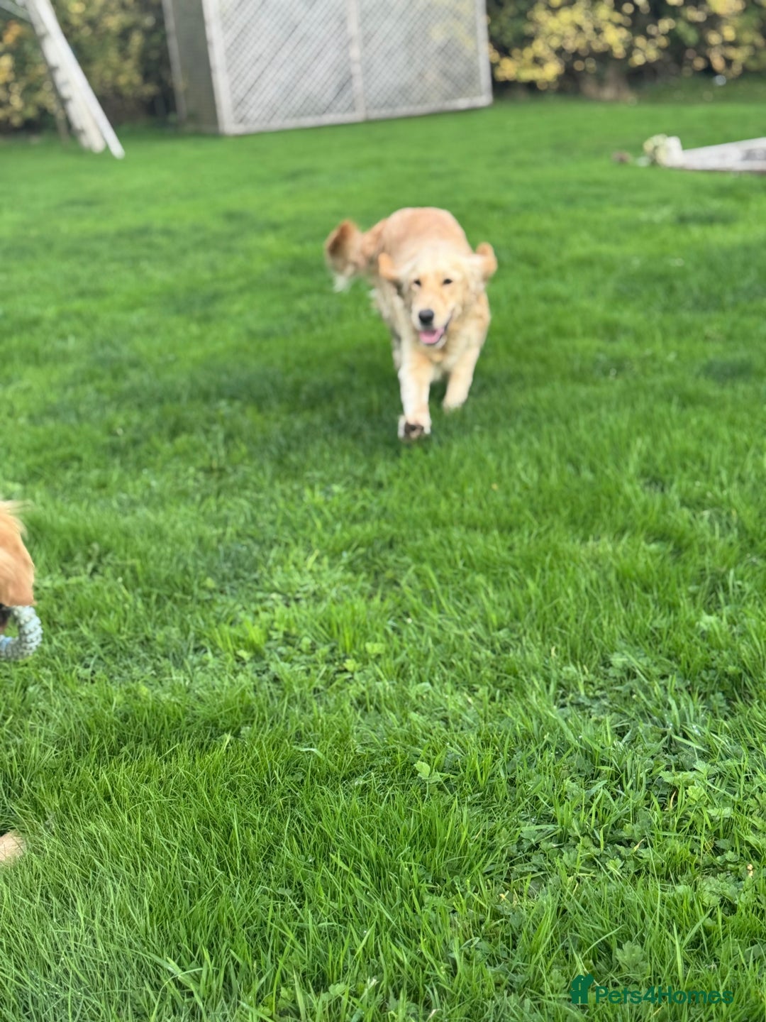 Golden Retriever dogs for sale: QUALITY KC GOLDEN RETRIEVERS  - Image 5