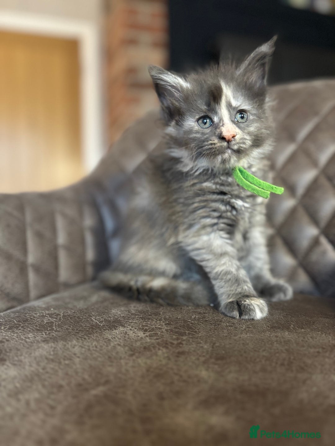 Maine Coon cats for sale: Maine Coon Kittens - Ready early Feb - Advert 6