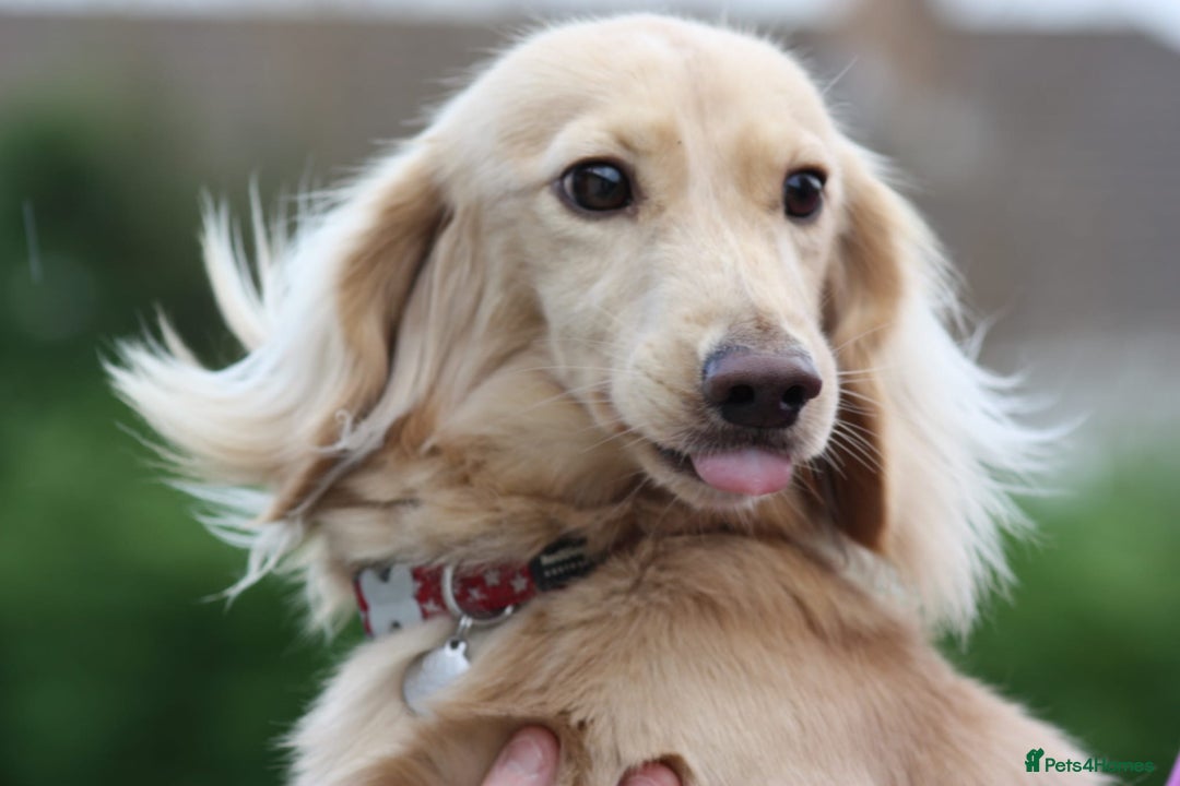 Miniature Dachshund dogs for stud: KC Reg DNA Health Tested CLEAR - CREAM MINI DACH in Littleborough - Image 4