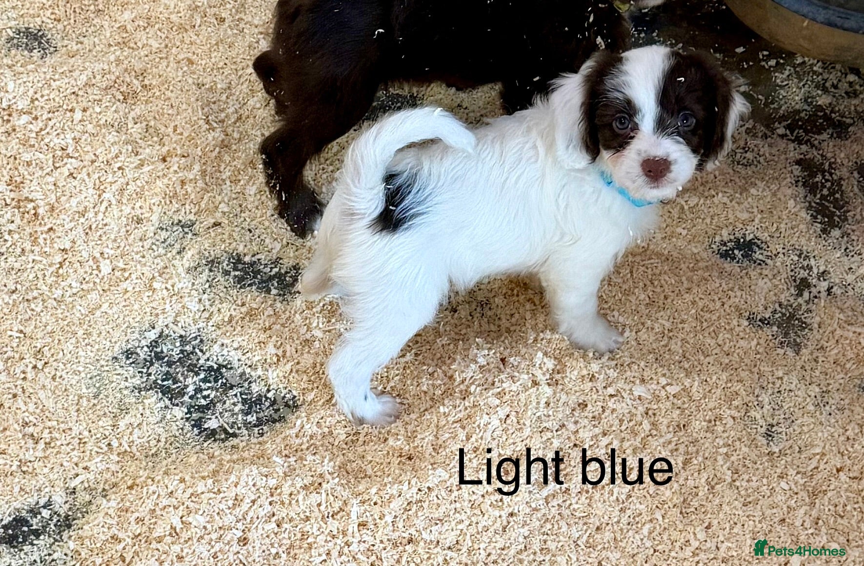 Sproodle dogs Sproodle Puppies from experienced, licensed breedr - Advert 2