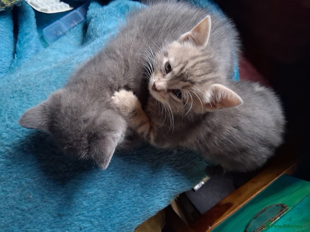 Mixed Breed cats for sale: UNIQUE SILVER/BLUE BENGAL X RUSSIAN BLUE KITTENS  - Image 33