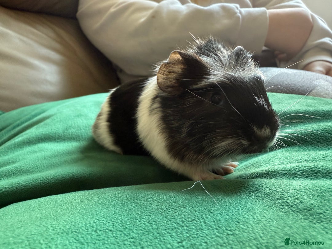 Guinea Pig rodents for sale: Sow guinea pigs  - Image 4