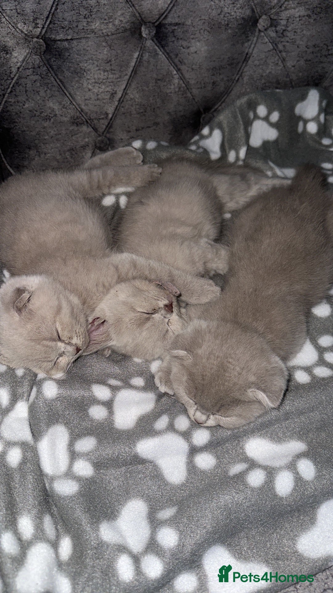 Scottish Fold cats 3 Lilac Scottish fold x British shorthairs£800-100 - Advert 2