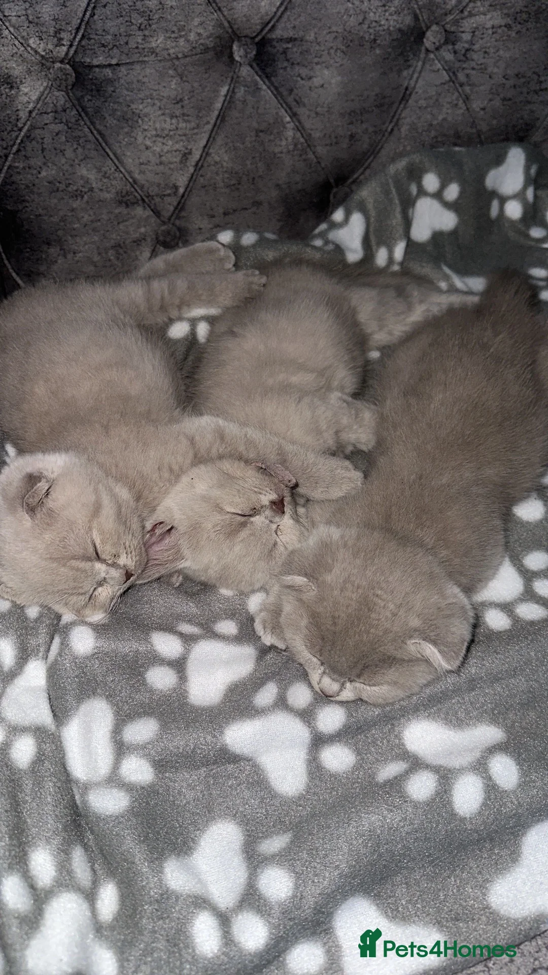 Scottish Fold cats for sale: 3 Lilac Scottish fold x British shorthairs£800-100 - Advert 2