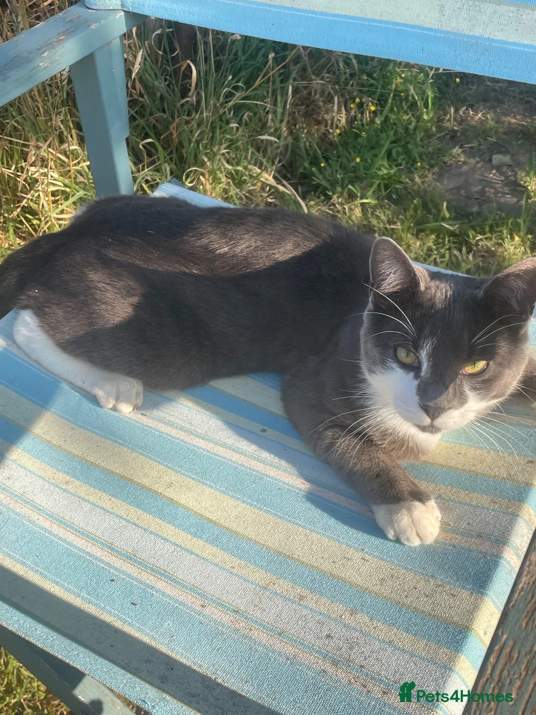 Mixed Breed cats for sale: Cats  - Advert 4
