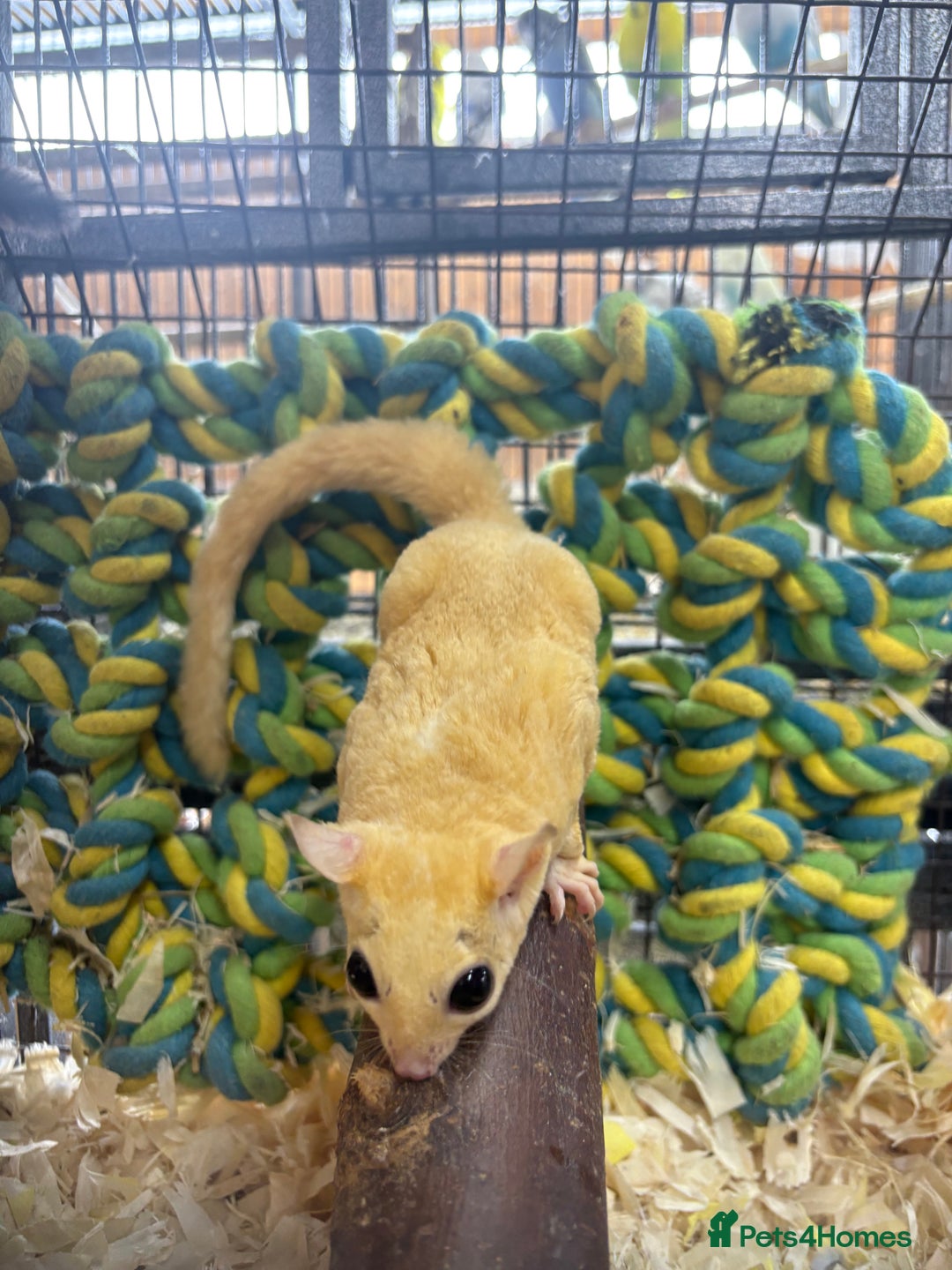 Sugar Glider rodents for sale: Lots of stunning sugar gliders  - Image 4