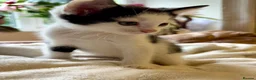 Mixed Breed cats for sale: 3 x Black & white kittens, 1 x boy, 2 x girl in Port Talbot - Advert 3