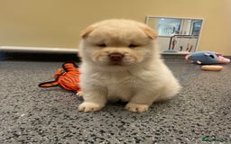 Mixed Breed dogs for sale: Genuine Chowski puppies  - Image 14
