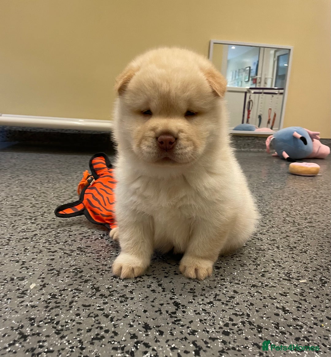 Mixed Breed dogs for sale: Genuine Chowski puppies  - Image 14