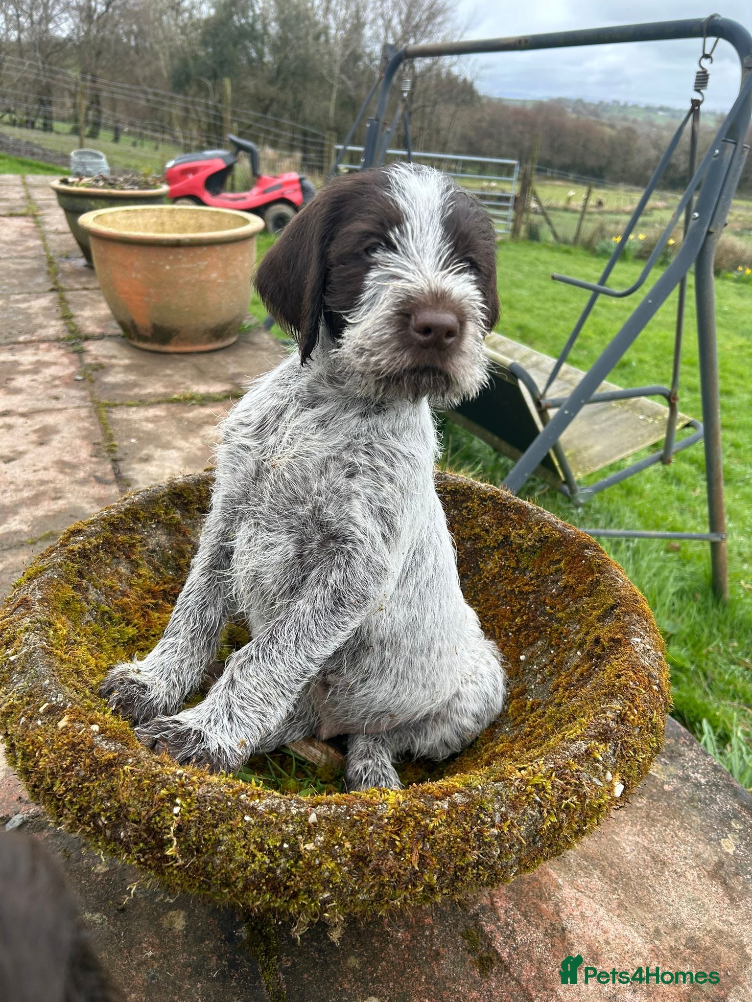German Wirehaired Pointer dogs READY TO GO! HEALTH CHECKED, VACC. KC REG GWP PUPS - Advert 2