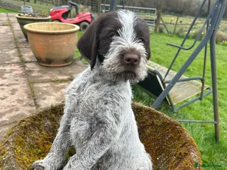 German Wirehaired Pointer dogs READY TO GO! HEALTH CHECKED, VACC. KC REG GWP PUPS - Advert 2