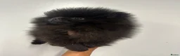 Pomeranian dogs for sale: Beautiful Petite Teddy Bear Faced Girl  - Advert 20