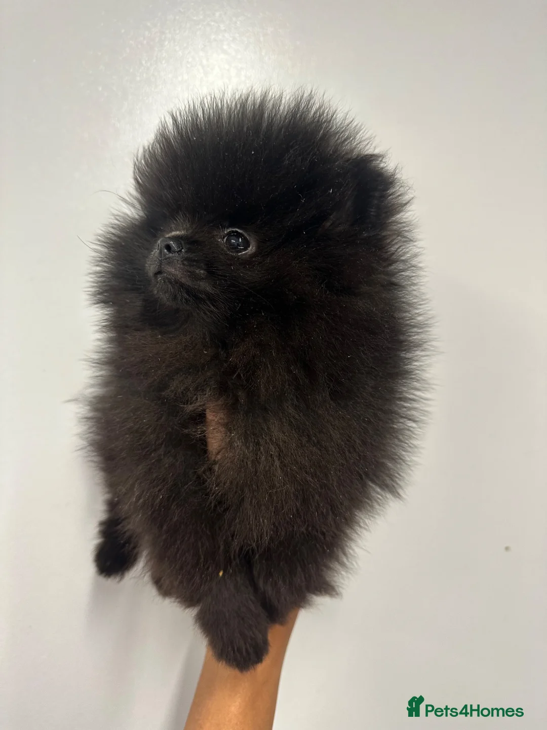 Pomeranian dogs for sale: Beautiful Petite Teddy Bear Faced Girl  - Advert 20