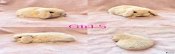 Mini Lop rabbits for sale: Baby Mini Lops Ready 08/08 - Advert 5