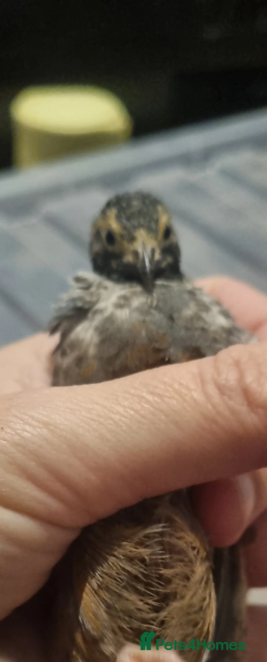 Quail poultry for sale: Button quails in Sandy - Advert 2