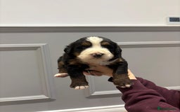 Bernese Mountain Dog dogs for sale: Beautiful Bernese Mountain Dog Puppies for Sale 🐾 - Image 3