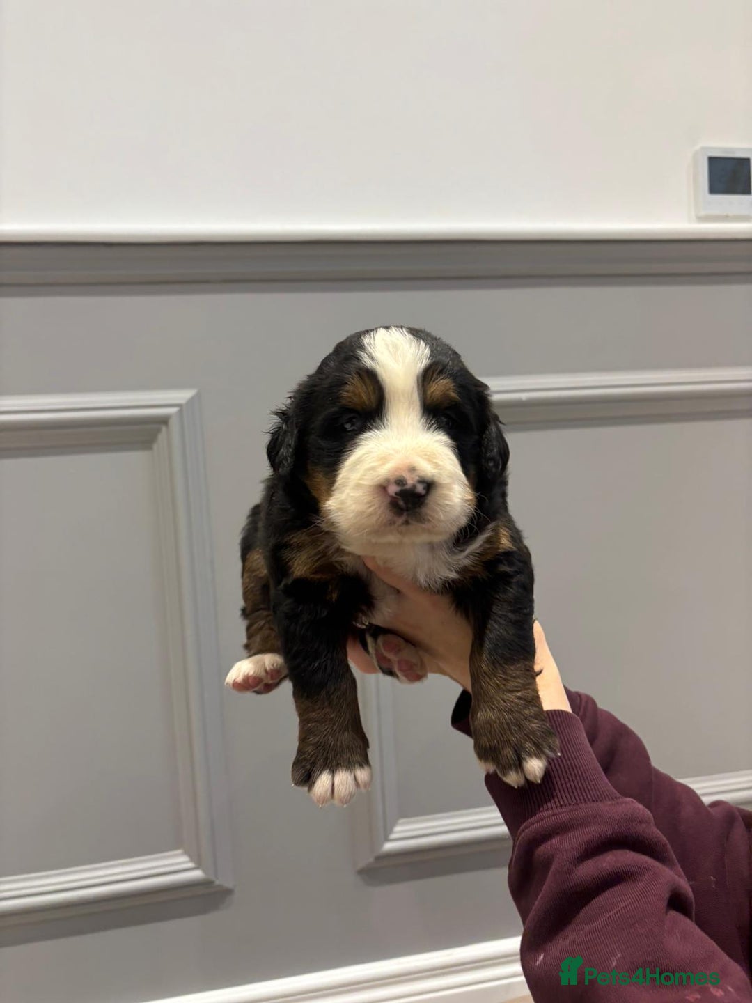 Bernese Mountain Dog dogs for sale: Beautiful Bernese Mountain Dog Puppies for Sale 🐾 - Image 3
