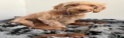 Mixed Breed dogs for sale: Cockapoo cross cavapoo puppies available  - Advert 8