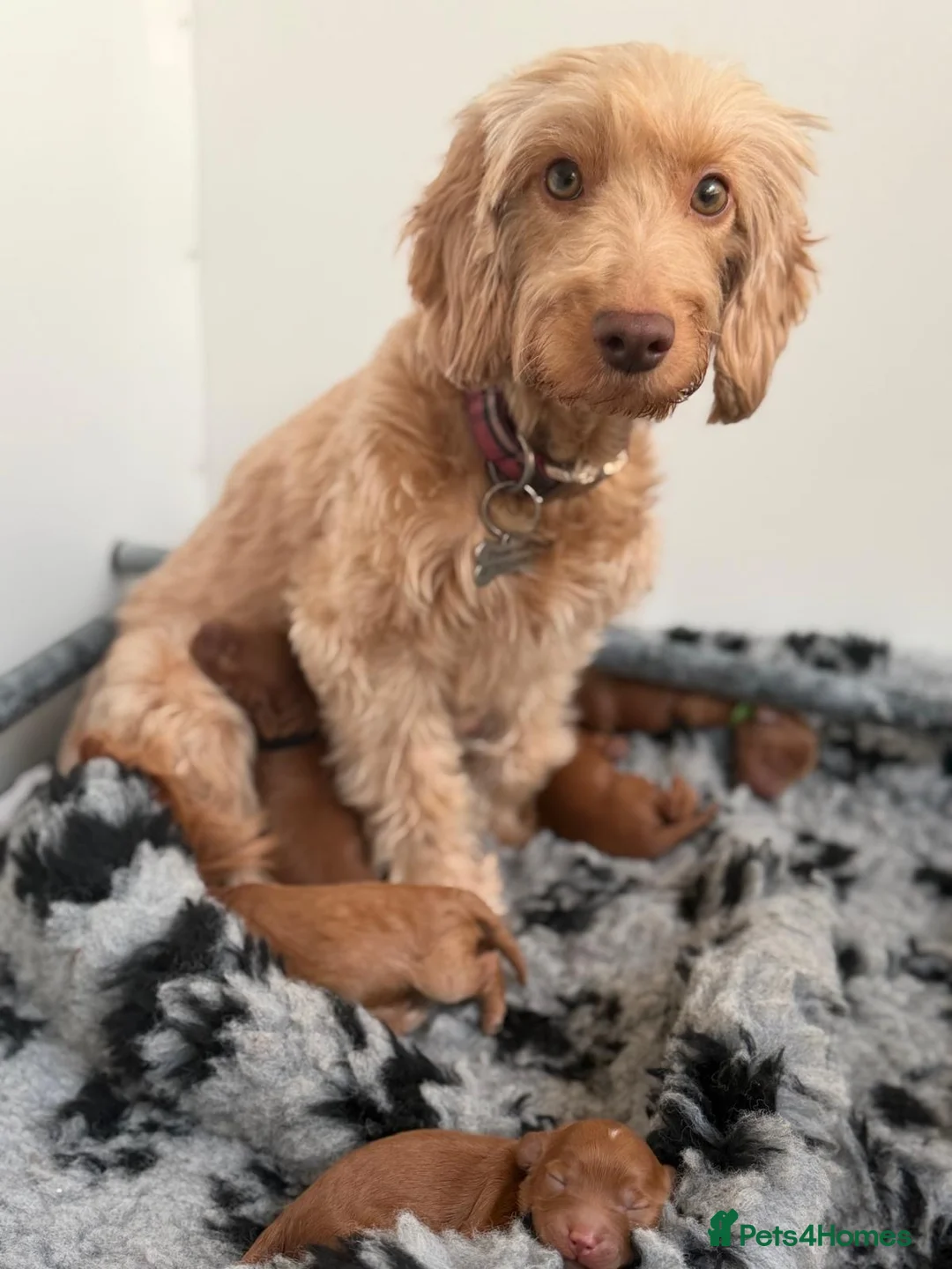 Mixed Breed dogs for sale: Cockapoo cross cavapoo puppies available  - Advert 8